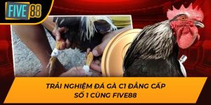 Trải Nghiệm Đá Gà C1 Đẳng Cấp Số 1 Cùng Nhà Cái Five88