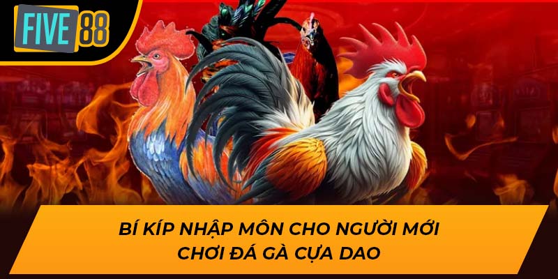 Bí kíp nhập môn cho người mới chơi đá gà cựa dao
