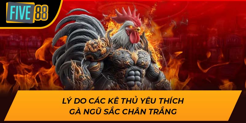 Lý do các kê thủ yêu thích gà ngũ sắc chân trắng