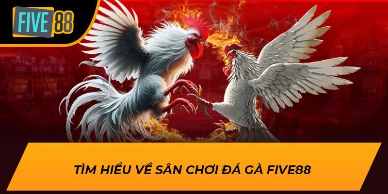 Tìm hiểu về sân chơi đá gà Five88