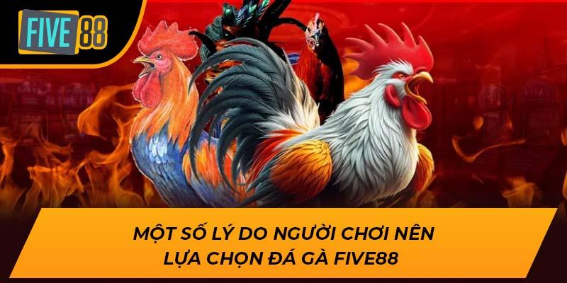 Một số lý do người chơi nên lựa chọn đá gà Five88